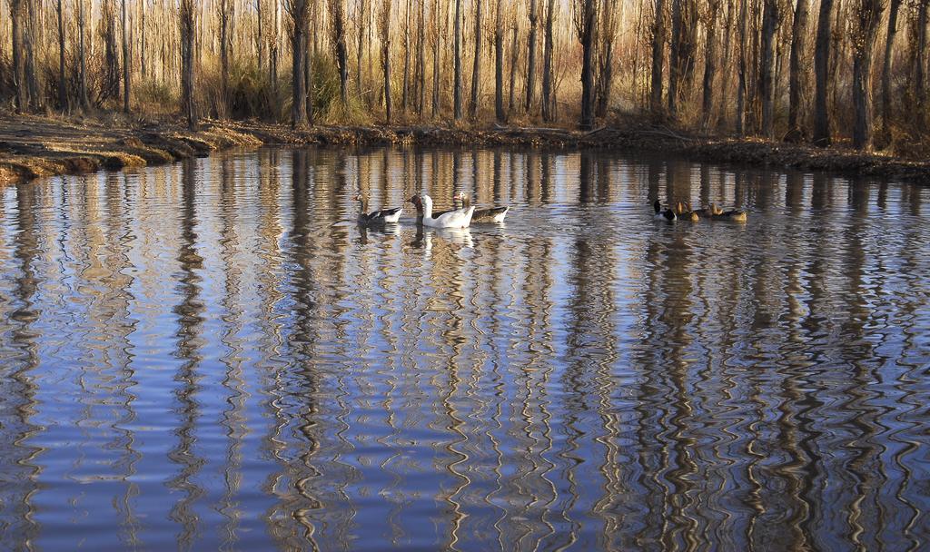 Posada Paso De Los Patos Hotel Barreal Kültér fotó